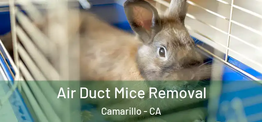 Air Duct Mice Removal Camarillo - CA